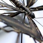 Vlinder metalen 3D Tuindecoratie | Kadeloo