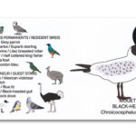 Houten vogel miniatuur Kokmeeuw | Kadeloo