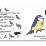 Houten vogel miniatuur Pimpelmees | Kadeloo