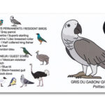 Houten vogel miniatuur Grijze-roodstaart-papegaai | Kadeloo