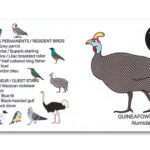 Houten vogel miniatuur Parelhoender | Kadeloo