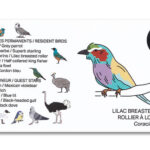 Houten vogel miniatuur Vorkstaartscharrelaar | Kadeloo