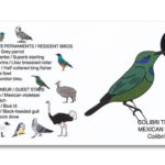 Houten vogel Miniatuur Kolibrie | Kadeloo