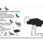 Houten vogel miniatuur Struisvogel | Kadeloo