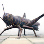 Metalen Grote Sprinkhaan Tuindecoratie 72 x 36 cm | Kadeloo