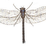 Libelle Metalen 3D Tuindecoratie 110 x 110 cm | Kadeloo